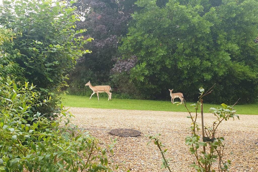 The Old Barn Annexe, Cosy Stay, Close Drive To City, Beach, South Downs & Goodwood 치체스터 외부 사진